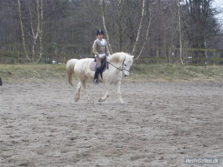 Welsh Mountain (sec A) Galantus *gl. passer* billede 7