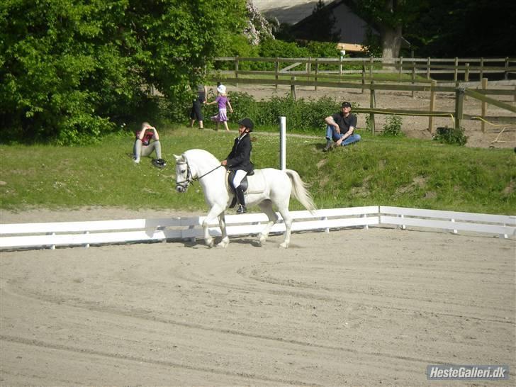 Welsh Mountain (sec A) Galantus *gl. passer* billede 8