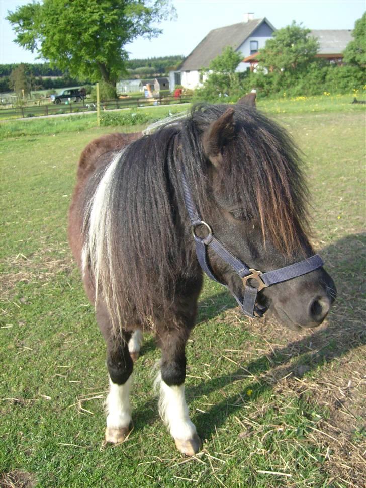 Shetlænder Laban  - velkommen til laban s profil billede 1