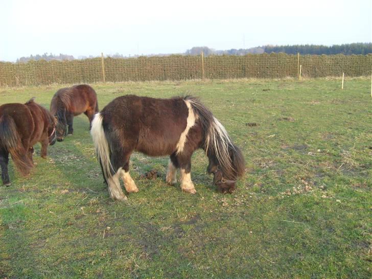 Shetlænder Laban  - er jeg ikke bare flot broget billede 2