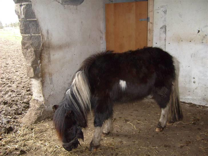 Shetlænder Laban  - jeg vil aldrig glemme dig min bamse billede 3