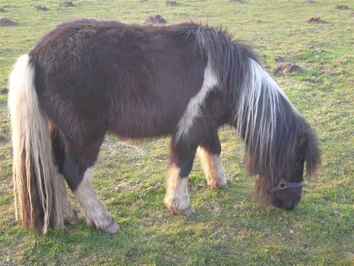 Shetlænder Laban  - du spiser også hele tiden billede 4