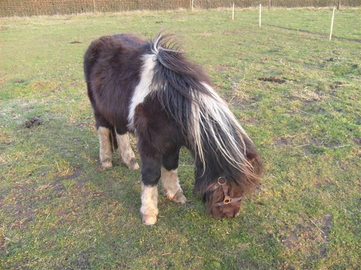 Shetlænder Laban  - du var så køn billede 5