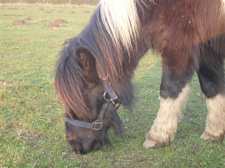 Shetlænder Laban  - mums elsker græs billede 6