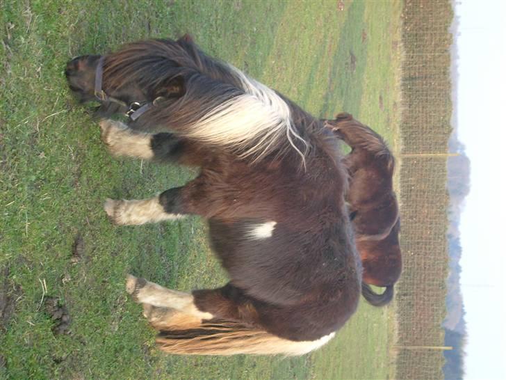 Shetlænder Laban  - elsker dig 4 ever billede 7