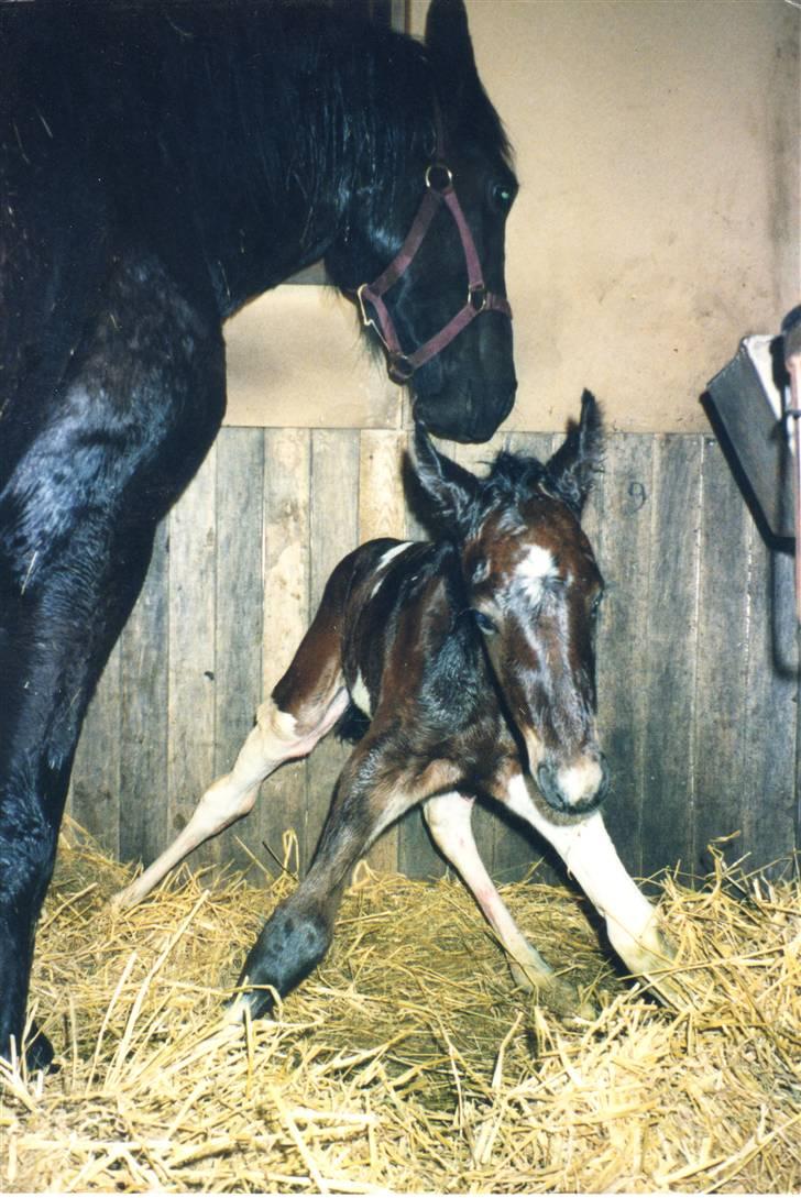 Paint Cutters Magic Colours - Som et lille nuttet føl sammen med sin moar.. billede 2