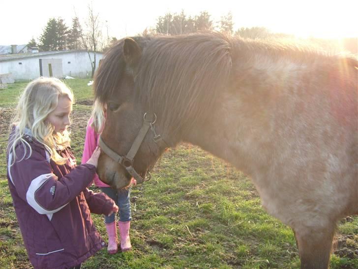 Islænder Lóa fra Alkenbjerggaard - mig som kæler med loa billede 5