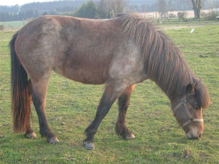 Islænder Lóa fra Alkenbjerggaard - mad mums billede 6