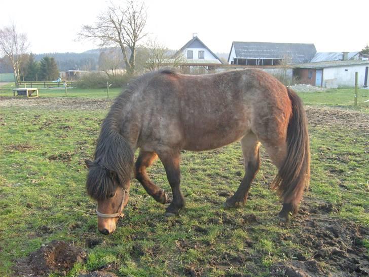 Islænder Lóa fra Alkenbjerggaard billede 7