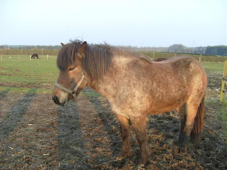 Islænder Lóa fra Alkenbjerggaard billede 8