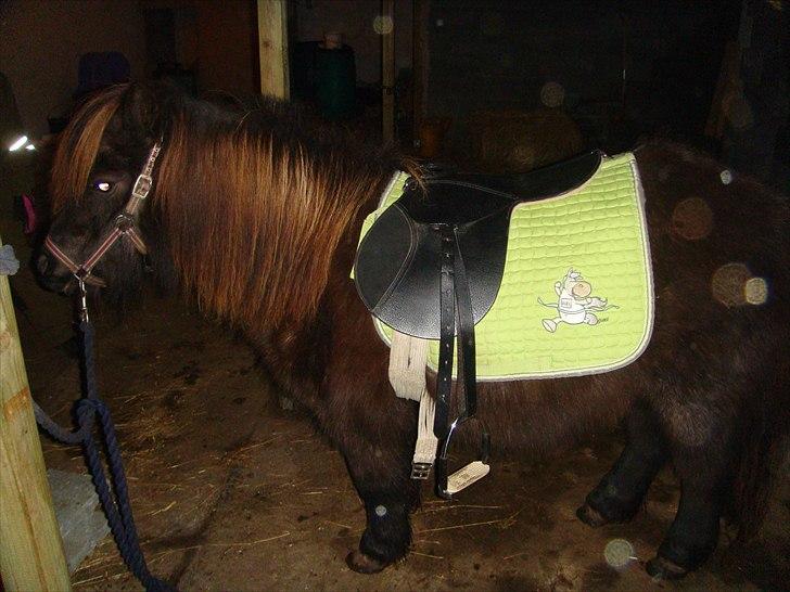 Shetlænder Savanna   - velkommen til savanna s profil billede 1