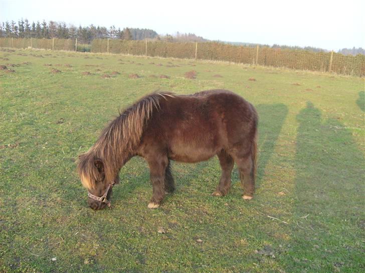 Shetlænder Savanna   - spiser igen billede 3