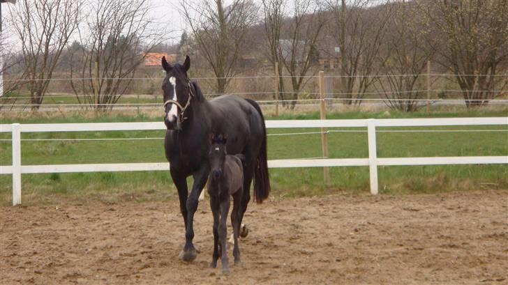 Dansk Varmblod devine RDH billede 15