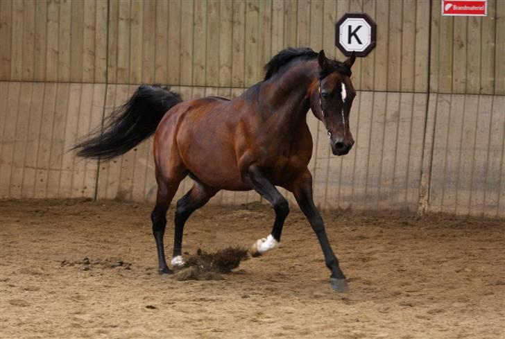 Arabisk fuldblod (OX) Prosper - Fotograf: Simii billede 4