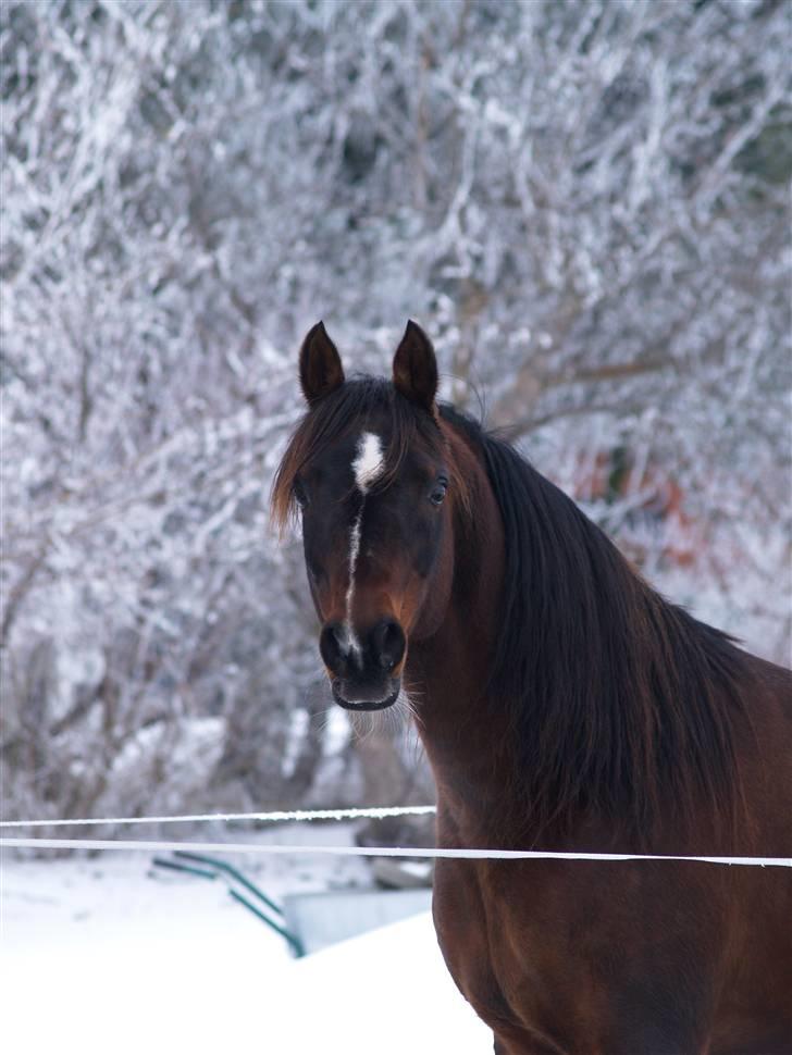 Arabisk fuldblod (OX) Prosper - Foto Azraff Arabians billede 5