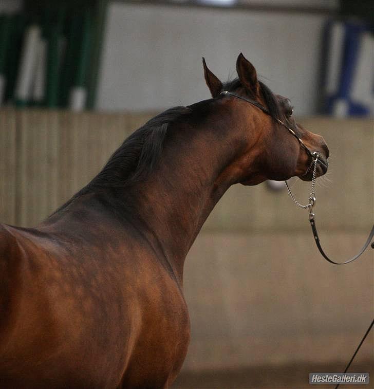 Arabisk fuldblod (OX) Prosper - Fotograf: Simii billede 6