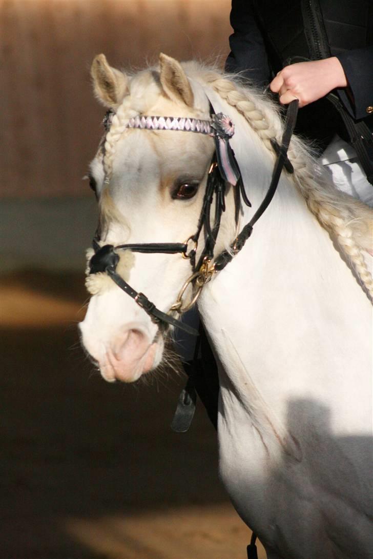 Welsh Pony (sec B) Rosengårdens Nakuma*solgt - Mig&Nakuma til stæne i aags:) Foto: Kaytrin foto billede 15