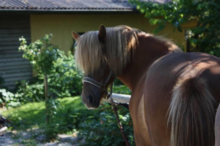 Islænder sleipnir fra solholt †RIP - velkommen til min profil;) billede 1