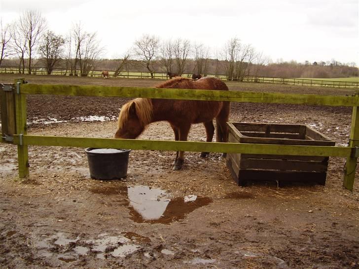 Islænder sleipnir fra solholt †RIP - jeg er tørstig!! billede 2
