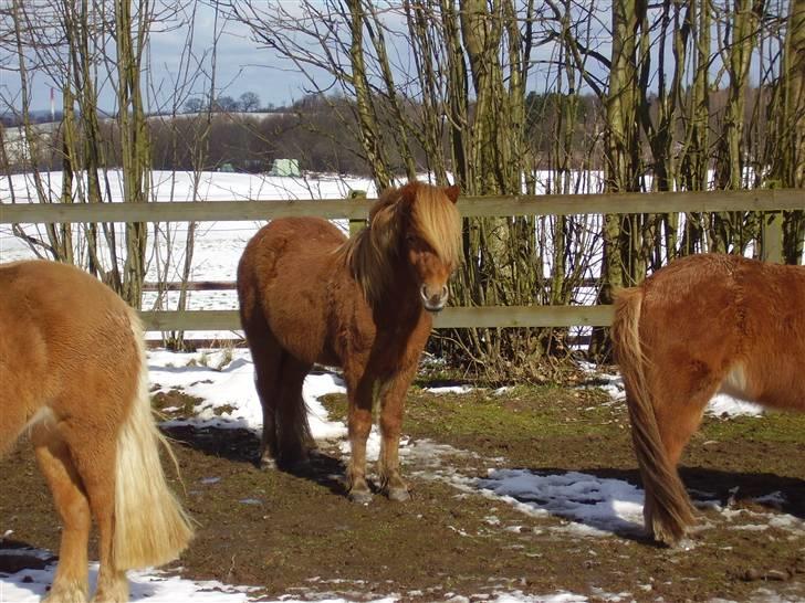 Islænder sleipnir fra solholt †RIP - sleipnir ude på folden billede 3