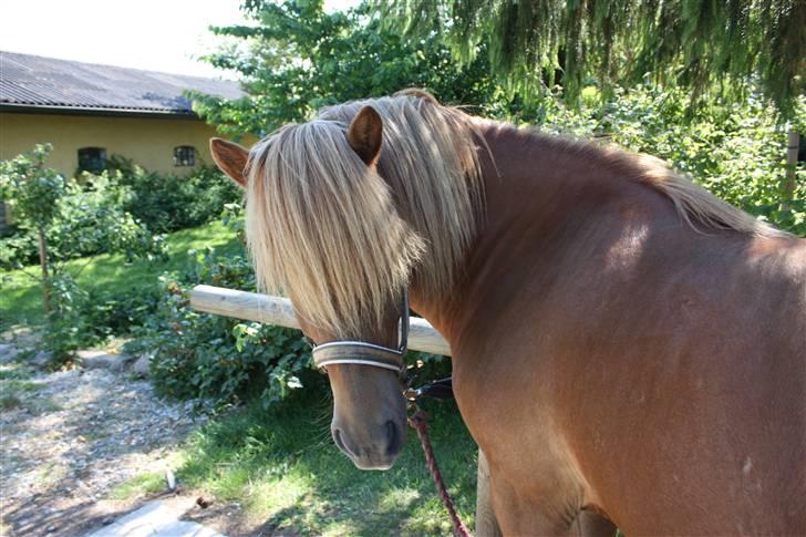Islænder sleipnir fra solholt †RIP - er han ikke sød billede 4