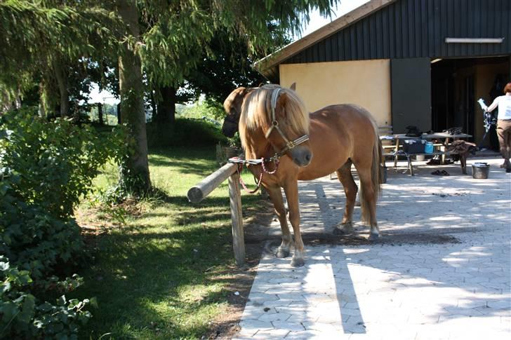 Islænder sleipnir fra solholt †RIP - hej med dig! billede 5