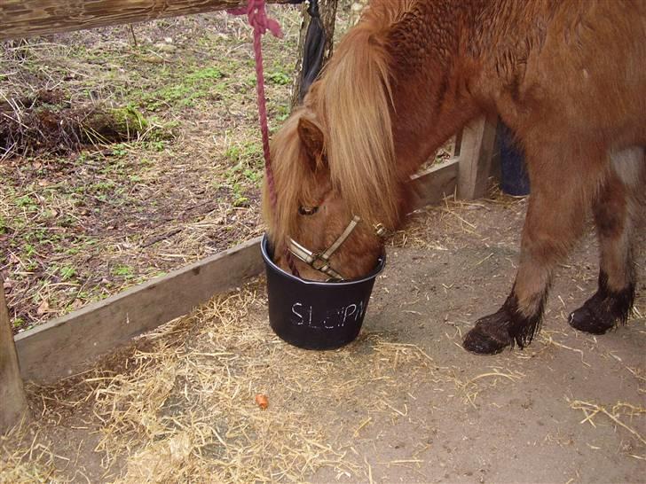 Islænder sleipnir fra solholt †RIP - jubbiiii der er med! billede 6