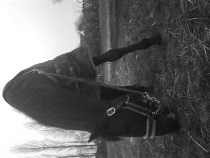 Anden særlig race Laventus ( aflivet )  :'( billede 5