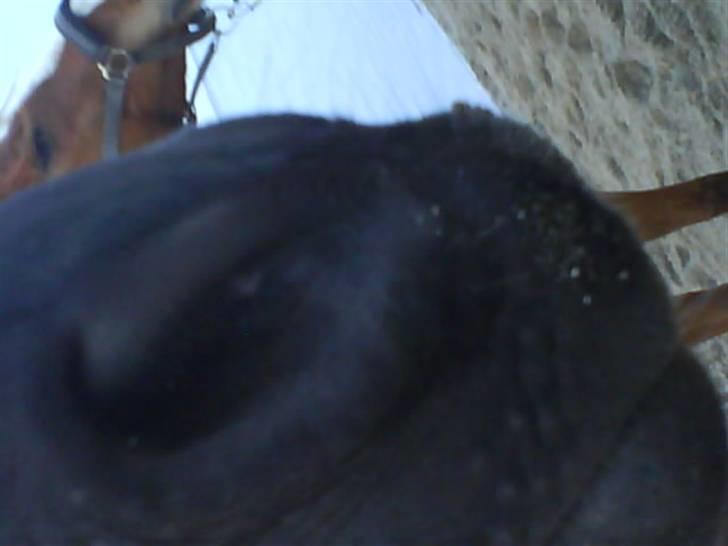 Anden særlig race Laventus ( aflivet )  :'( billede 6