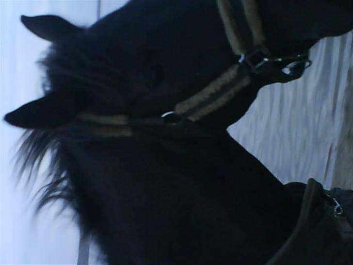 Anden særlig race Laventus ( aflivet )  :'( billede 7