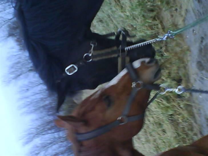 Anden særlig race Laventus ( aflivet )  :'( billede 8