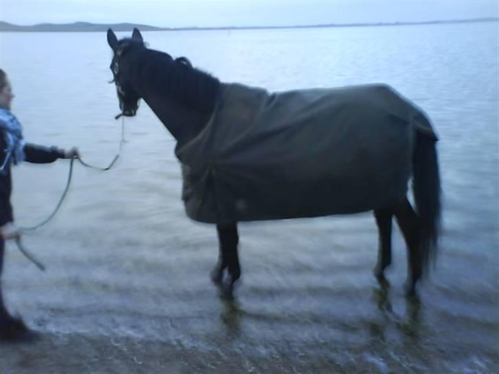 Anden særlig race Laventus ( aflivet )  :'( billede 9