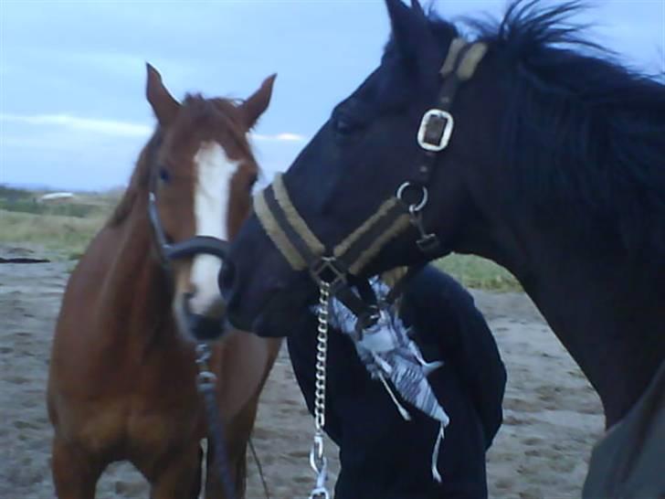 Anden særlig race Laventus ( aflivet )  :'( billede 10