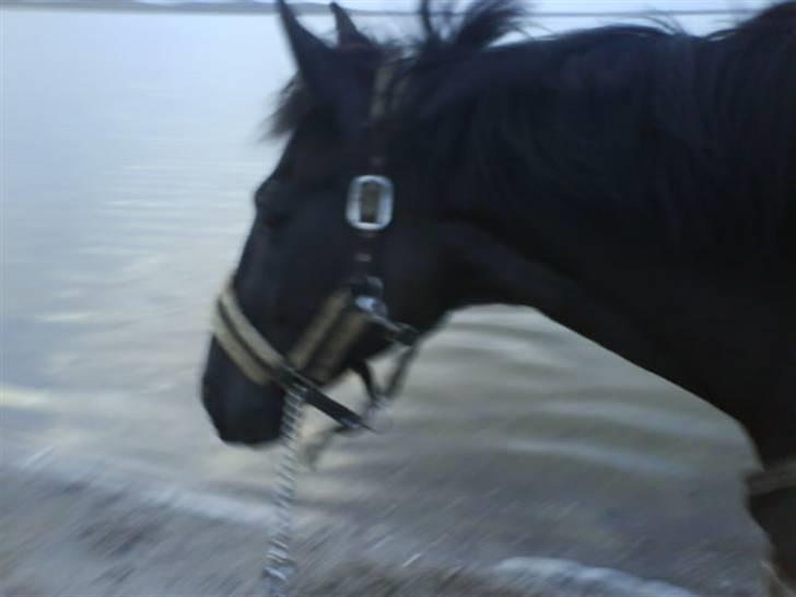 Anden særlig race Laventus ( aflivet )  :'( billede 11