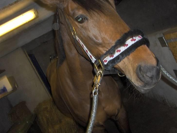 Anden særlig race Aladya billede 8