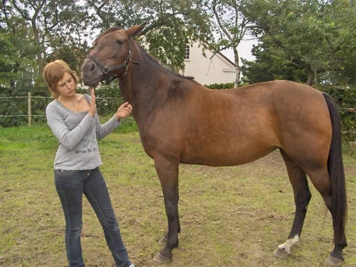 Anden særlig race Aladya billede 9