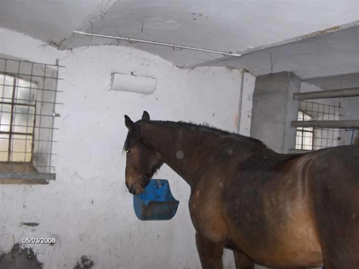 Anden særlig race Aladya billede 10