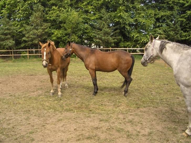 Anden særlig race Aladya billede 11