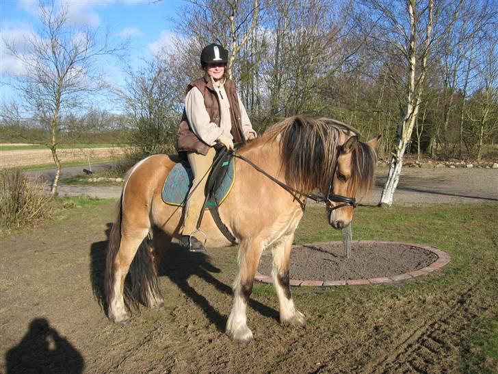 Irish Cob Crossbreed Ove billede 11