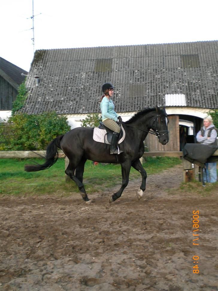 Anden særlig race Surprise Solgt billede 7