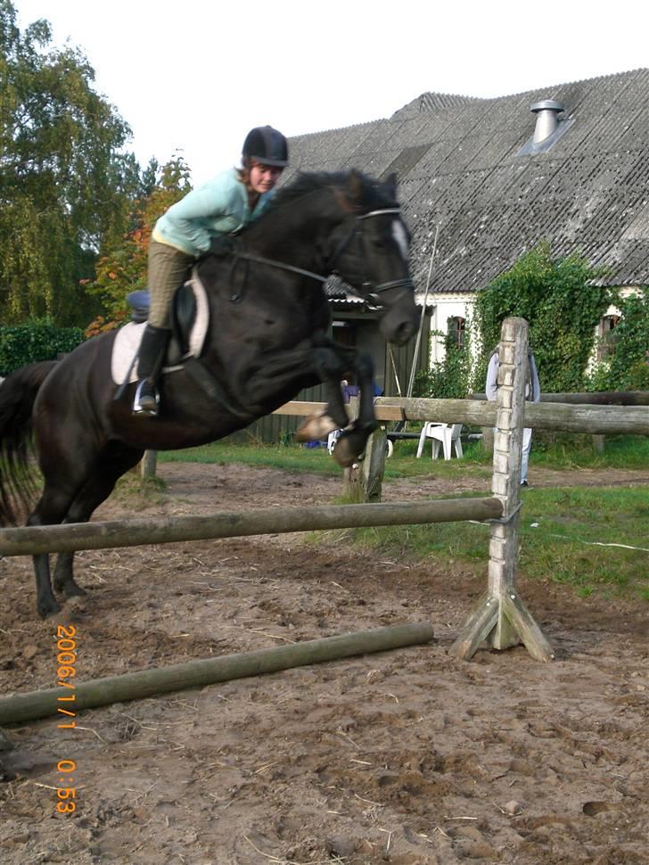 Anden særlig race Surprise Solgt billede 8