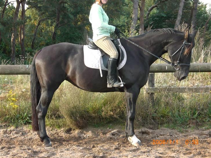 Anden særlig race Surprise Solgt billede 9