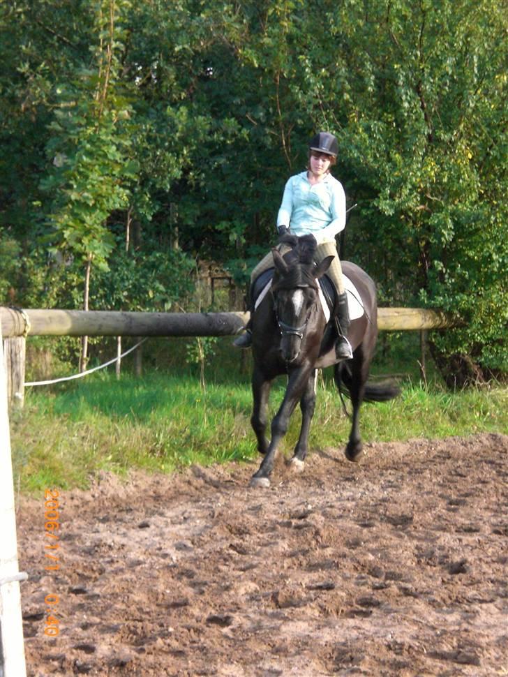 Anden særlig race Surprise Solgt billede 10