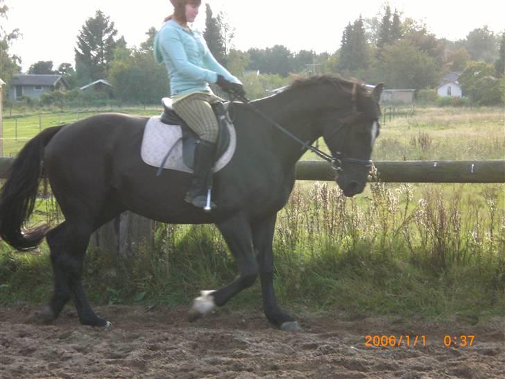 Anden særlig race Surprise Solgt billede 11