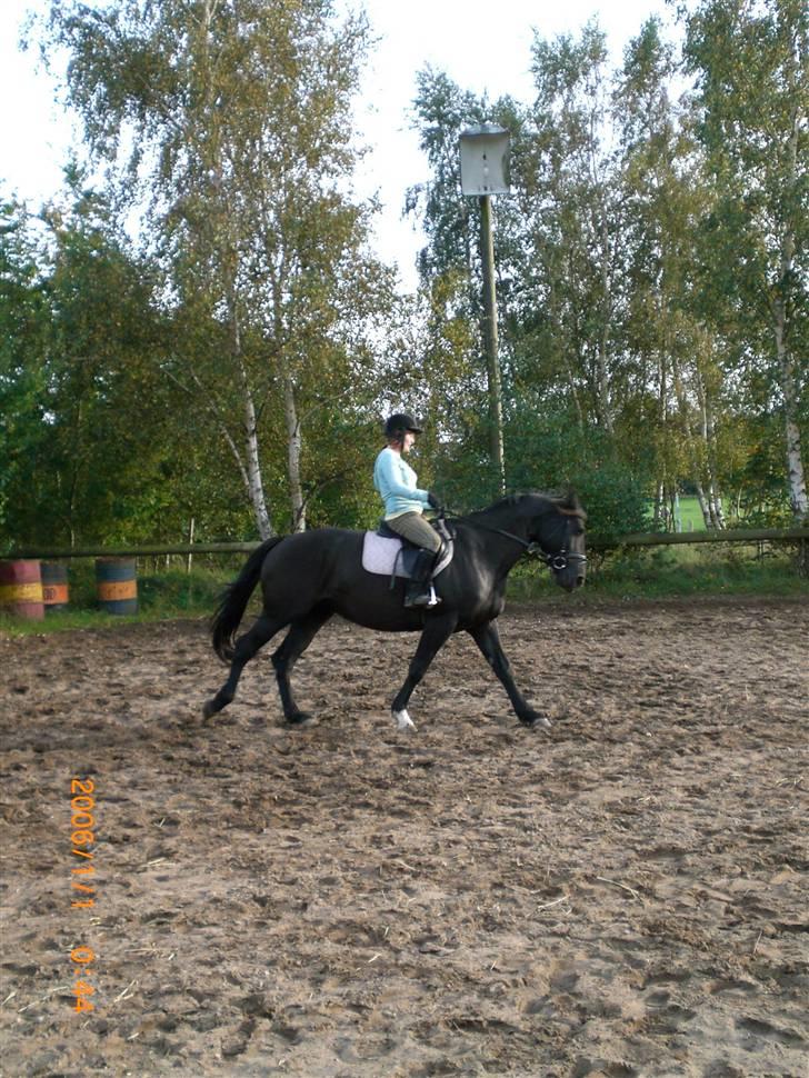 Anden særlig race Surprise Solgt billede 12