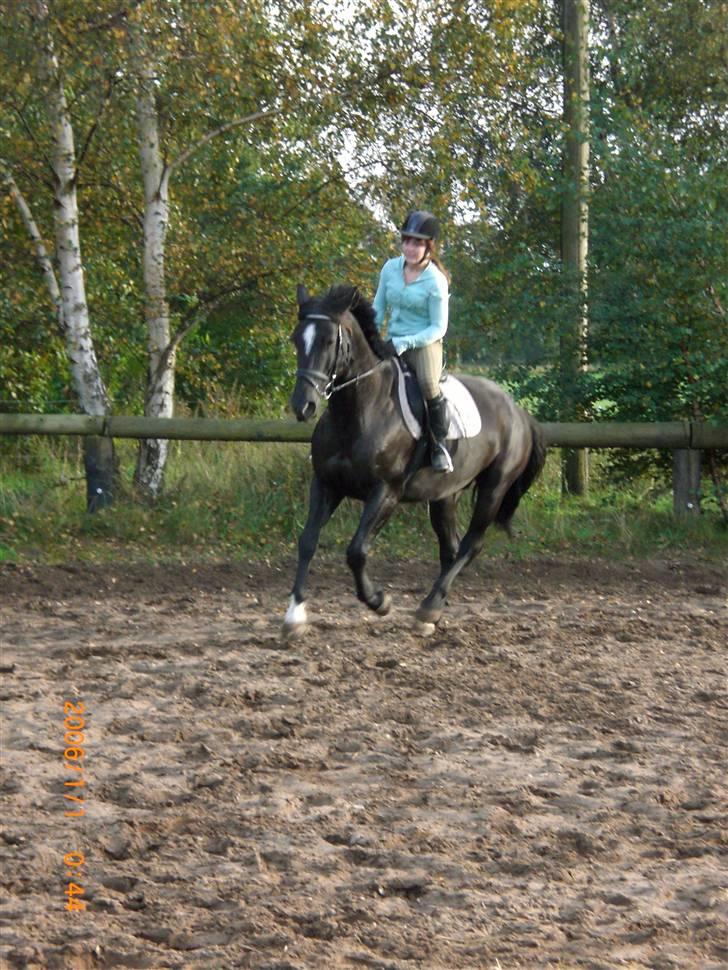 Anden særlig race Surprise Solgt billede 13