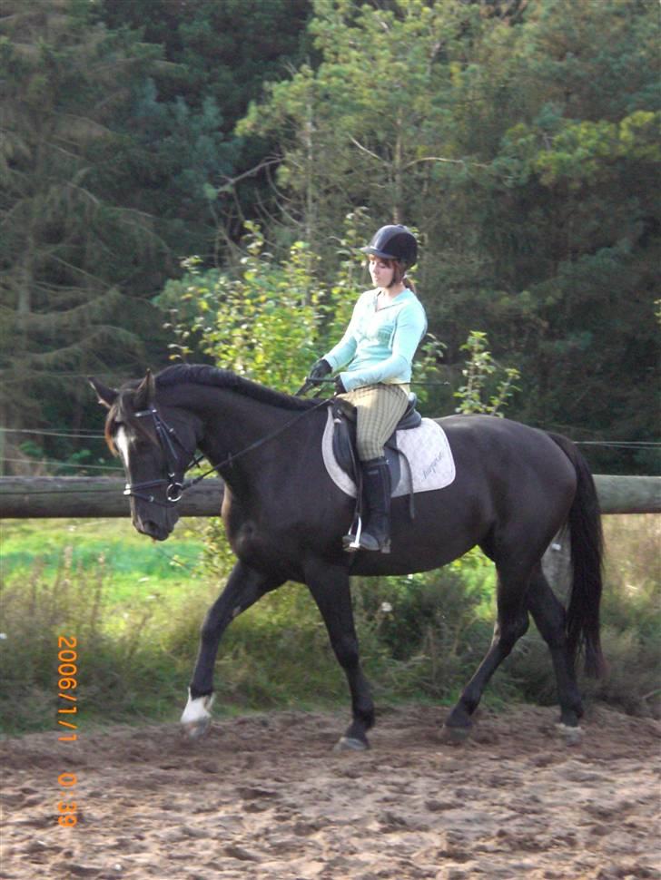 Anden særlig race Surprise Solgt billede 14