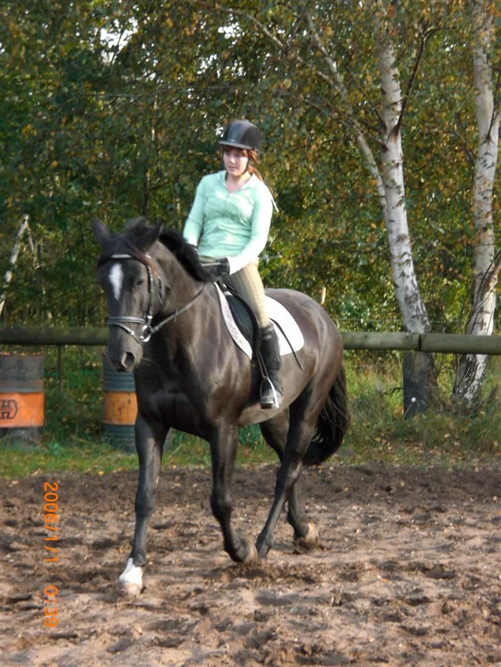 Anden særlig race Surprise Solgt billede 15