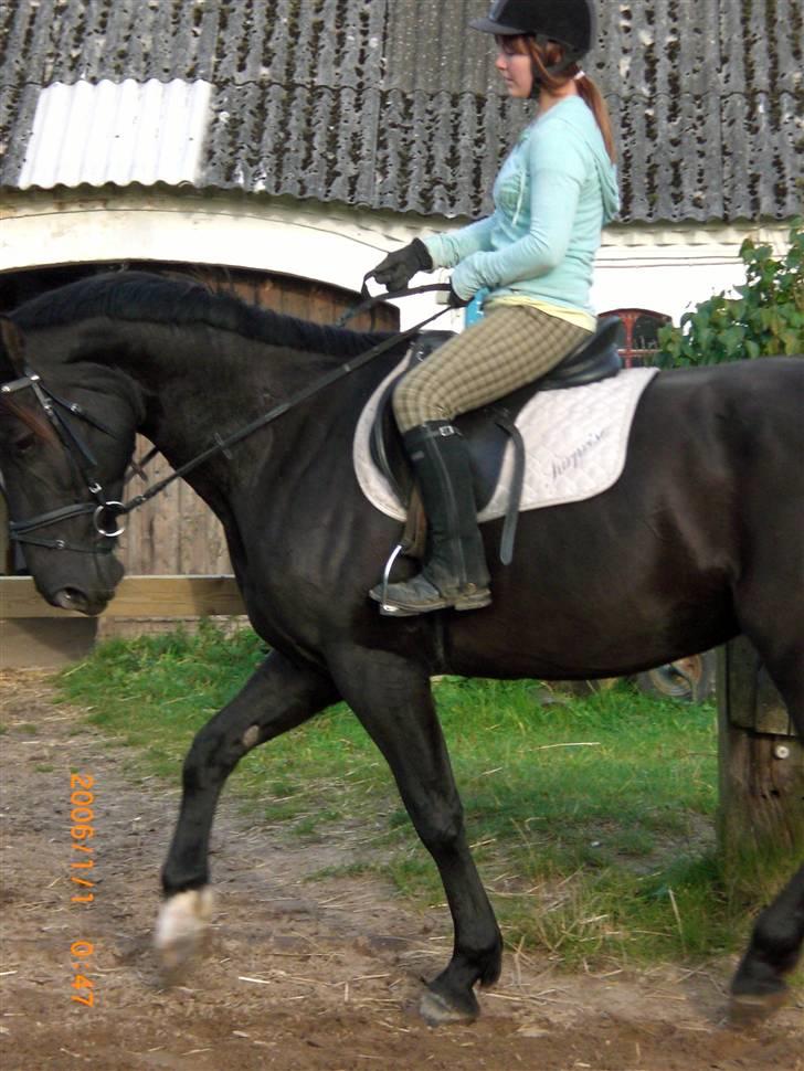 Anden særlig race Surprise Solgt billede 16