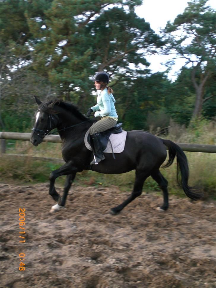 Anden særlig race Surprise Solgt billede 17